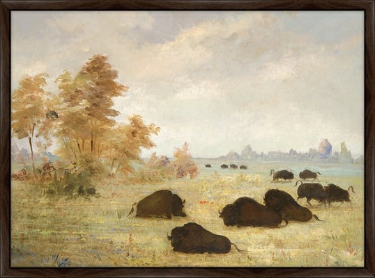 Stalking Buffalo